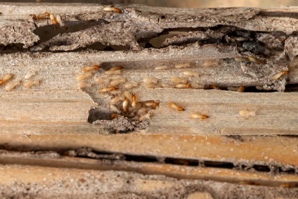 Best Pest Control Near Me  in Hunter, OH