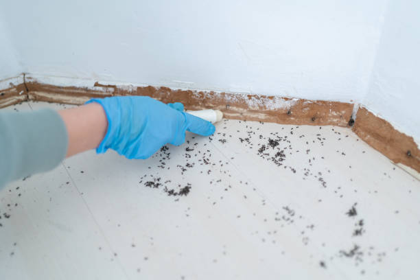 Best Local Pest Control Services  in Hunter, OH